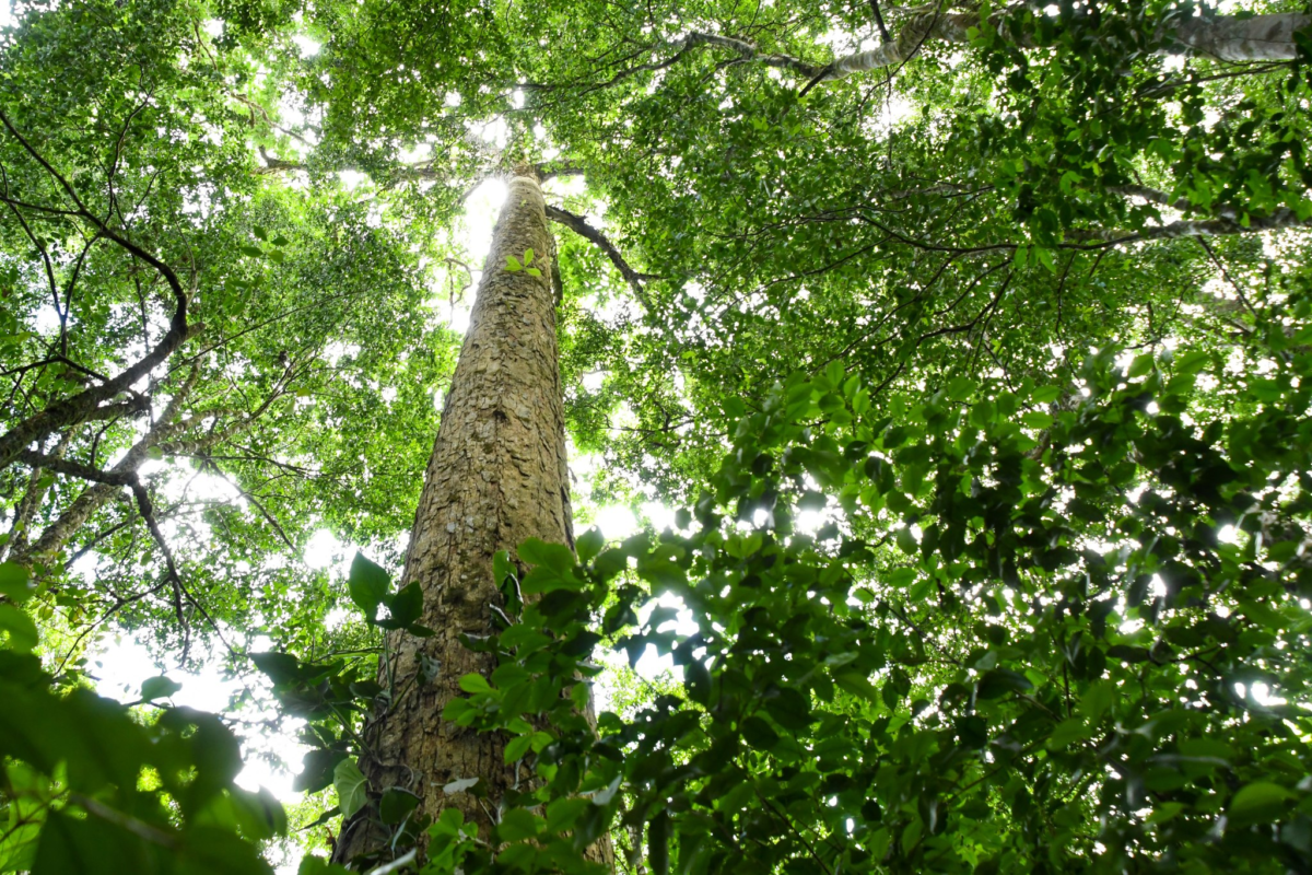 MARENA Nicaragua acelera Inventario Forestal 2026