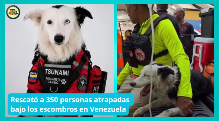 Tsunami el perro que salvó a 350 personas tras terremotos en Venezuela