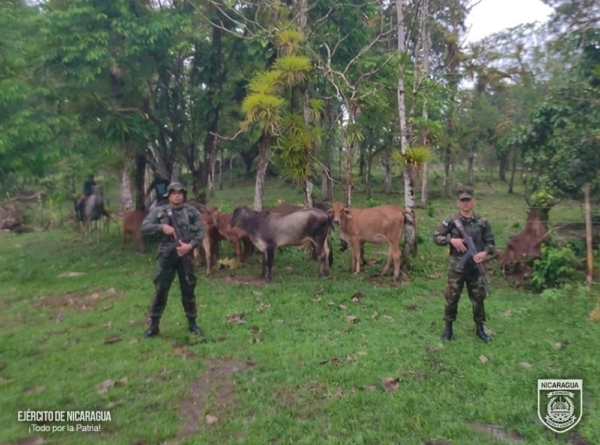 Retienen a 3 con armas y ganado en Río San Juan