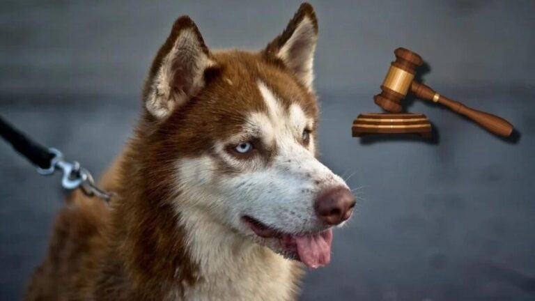 México: Juez ordena pago de pensión alimenticia para un perro Husky