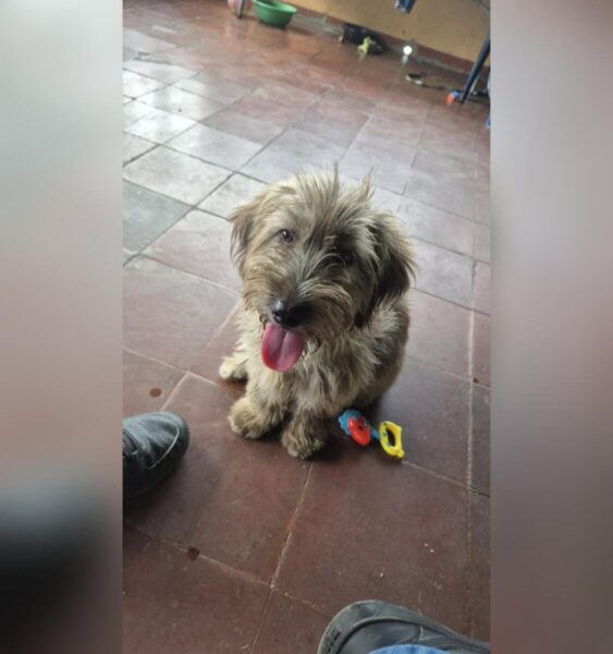 Snoopy es recuperado tras robo en Managua y venta en el Huembes