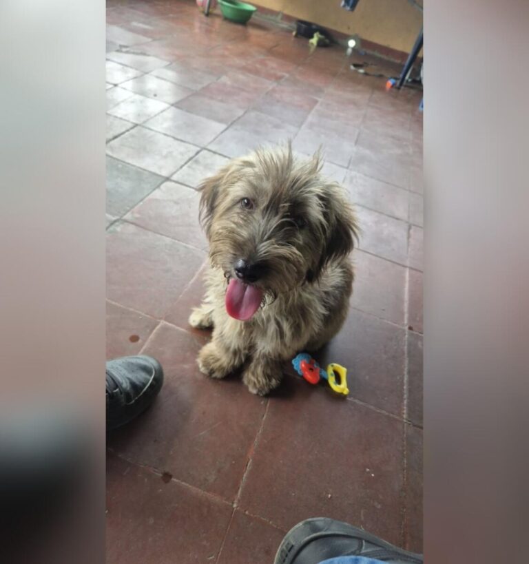 Snoopy es recuperado tras robo en Managua y venta en el Huembes