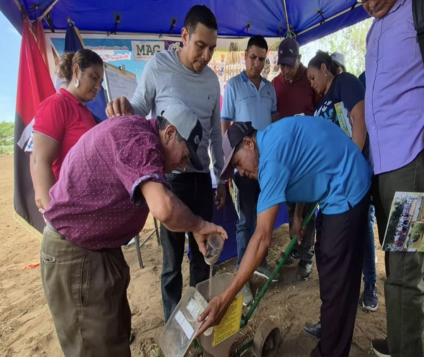 MAG promueve tecnología para fortalecer producción  de ajonjonlí