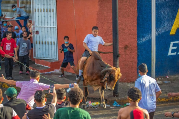 Con mucho fervor se vive Fiestas de las Vacas Tradicionales en el barrio Los Ángeles