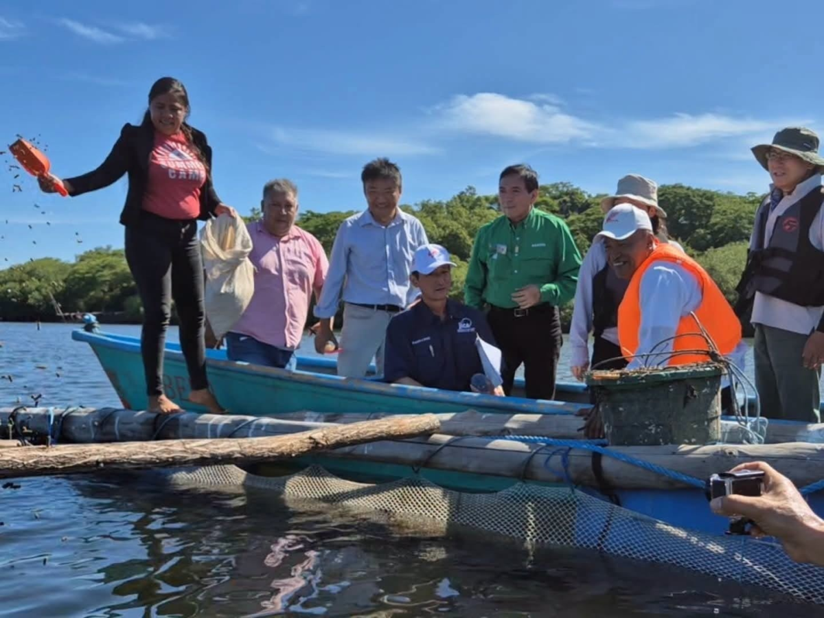 Con apoyo de Japón fortalecen producción acuícola de pargo lunarejo en La Ballona
