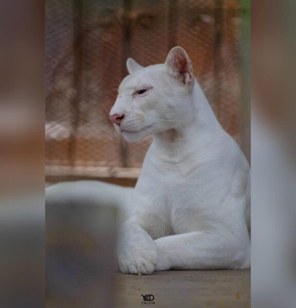 Juigalpa celebra 3 años de Itzáe, la puma albina nicaragüense