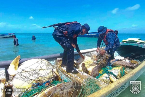 Ejército de Nicaragua e INPESCA ocupan y liberan seis tortugas verdes en el Caribe Sur