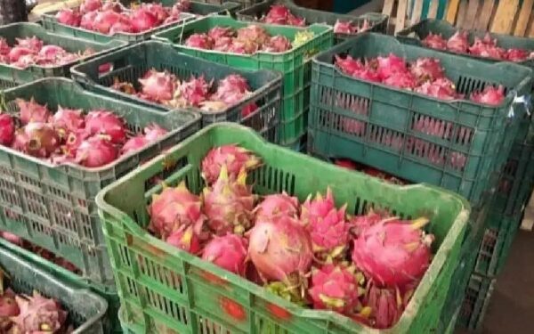 Reportan una producción de 151 mil 400 kilogramos de pitahaya en primeros cinco meses del año en Nicaragua