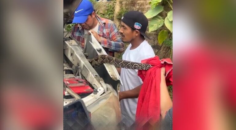 Bomberos rescatan boa hallada en camioneta en San Juan del Río Coco