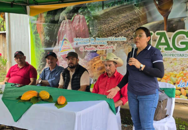 Mejoramiento genético eleva rendimiento y resistencia del cacao en Jinotega