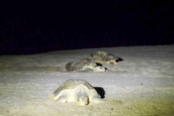 Miles de tortugas marinas llegan a sus playas de anidación en Nicaragua