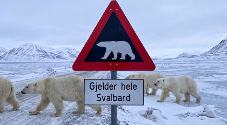 Multan a turista en Svalbard por despertar a un oso polar con sirena