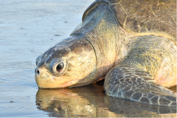 Más de 3 mil tortugas paslama llegan a anidar a Chacocente