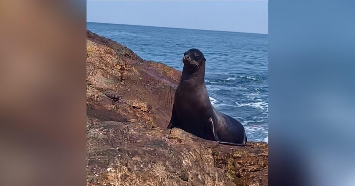 León Marino causa asombro en las costas de Las Peñitas