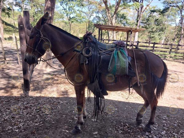Buscan macho colorado robado de finca en Muy Muy, Matagalpa