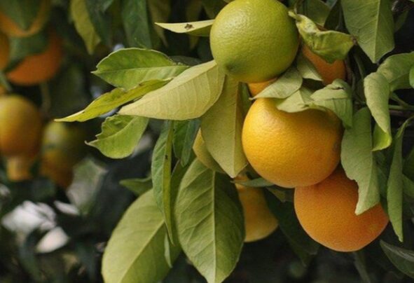 Madre e hija desaparecieron después de salir a cortar naranjas en la Micro Región de Ayapal