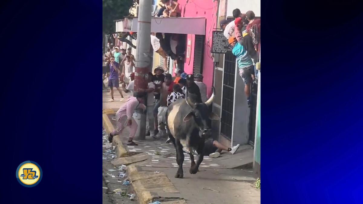 Toro «El Cacique» deja más de 10 lesionados en tope de toros en la ciudad de Masaya