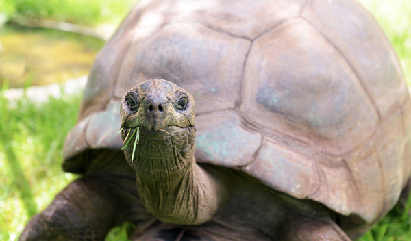 Tiene 194 años, pero sus genes parecen de una tortuga de cinco: el asombroso secreto de Jonathan