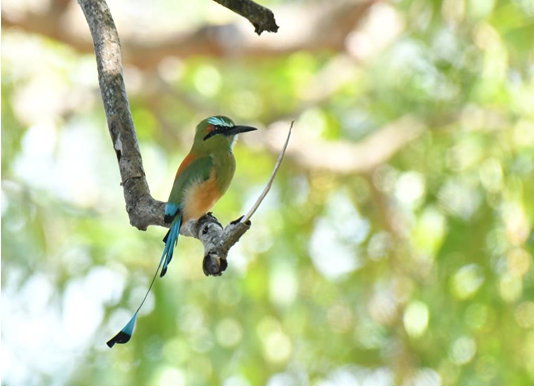 Nicaragua registra 247 especies en avistamiento nacional de aves migratorias