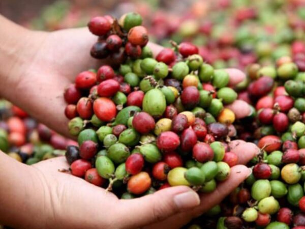Ejército lanzará plan para proteger cosecha cafetalera 2026-2027 en Jinotega
