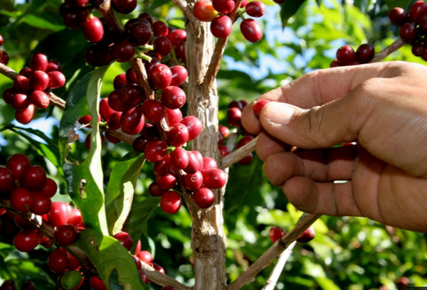 Gobierno de Nicaragua presenta plan de protección y seguridad de cosecha cafetalera 2026 – 2027
