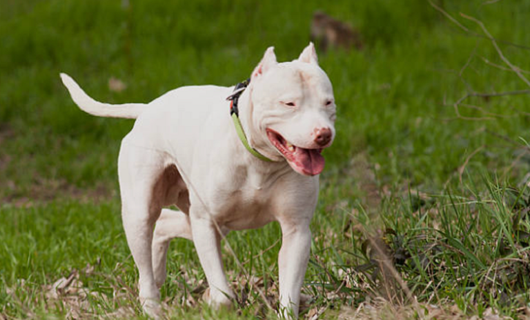 Perros pitbull han matado a ocho personas en Argentina, última víctima tenía 4 años